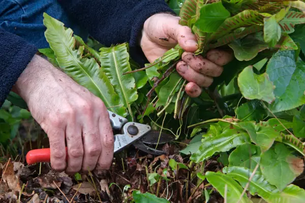 Removing discoloured leaves in spring