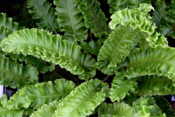 Asplenium scolopendrium 