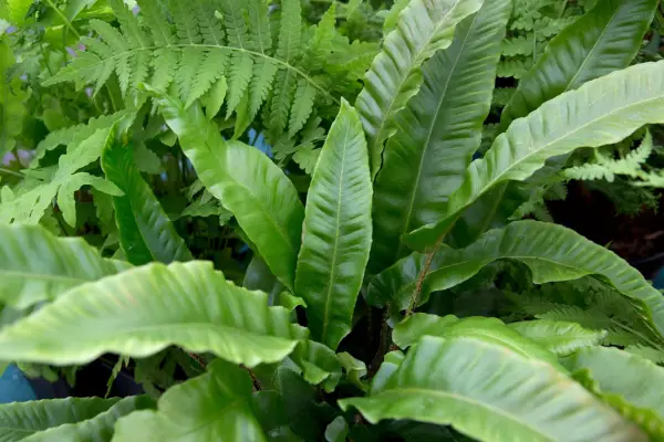 Asplenium scolopendrium