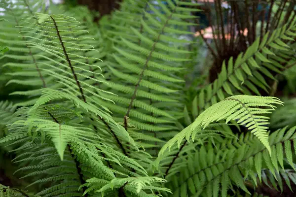 Graceful, tall fern fronds