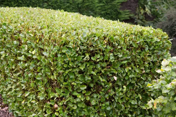 Griselinia hedge
