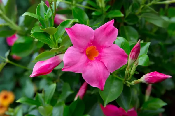 Jak pěstovat Mandevilla