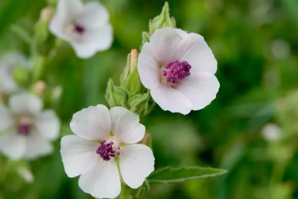Marsh mallow plant. Getty Images