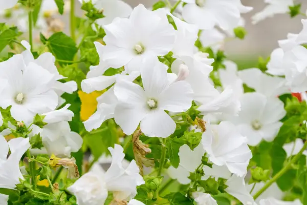 White marsh mallow plant. Getty Images