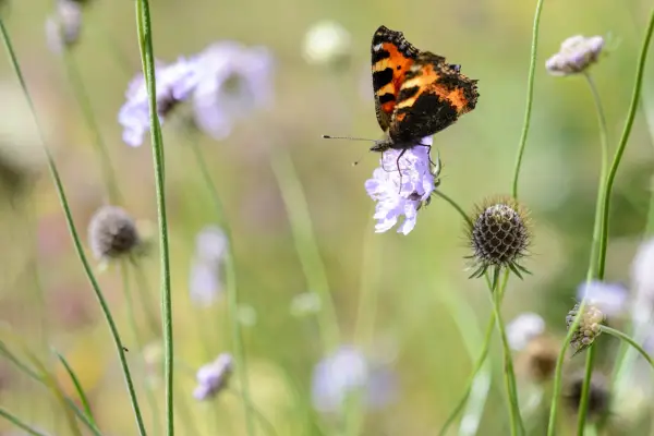 Tortoiseshell butterfly on field scabious