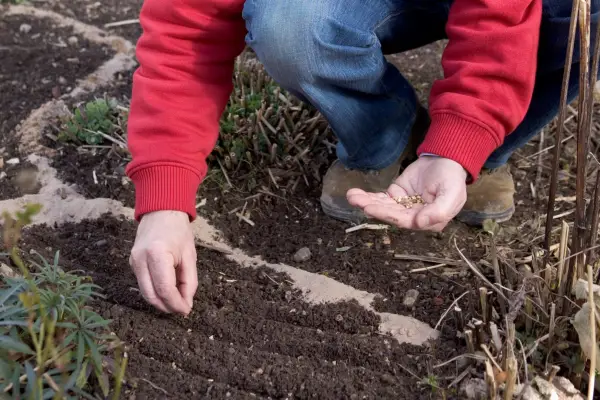 Sowing scabious seeds in drills