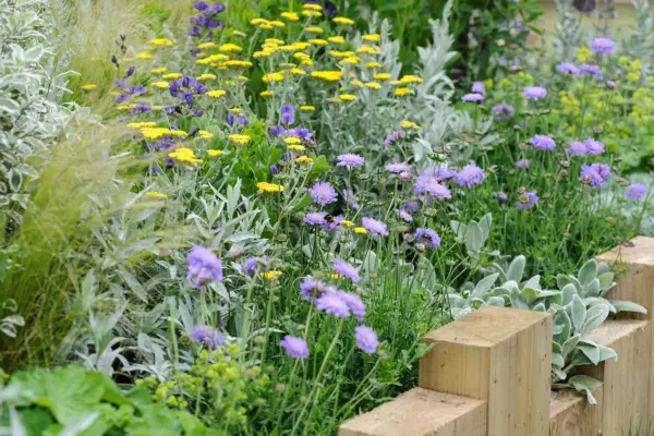 Scabious planted with achillea, alchemilla, stachys and artemisia