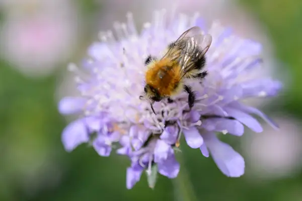 Common carder bee on field scabious