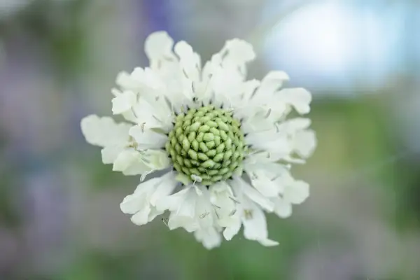 Giant scabious, Cephalaria gigantea