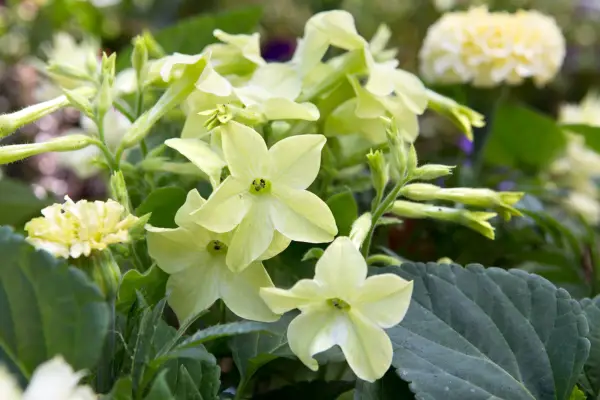 Nicotiana alata 