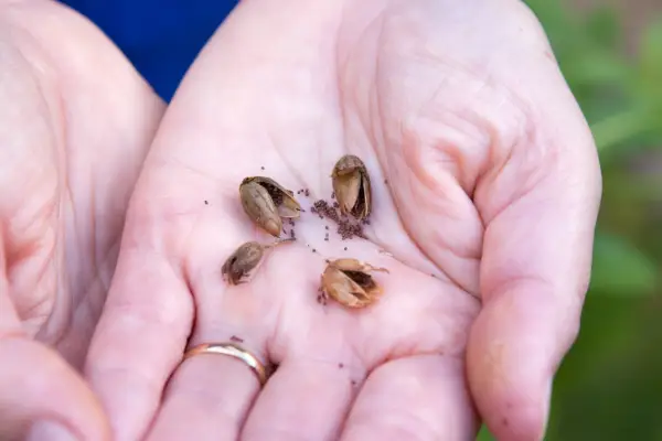 Saved nicotiana seeds