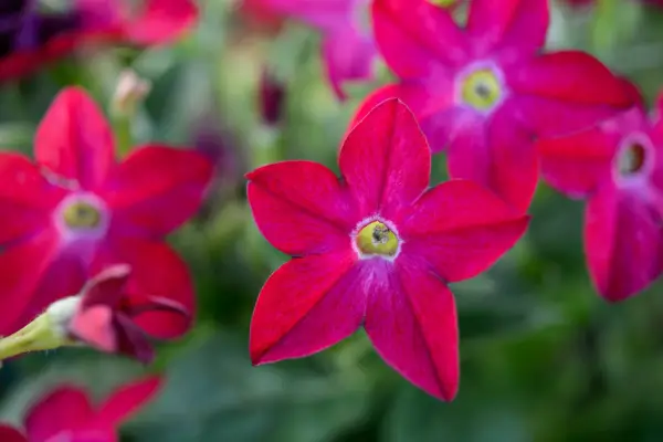 Nicotiana alata 