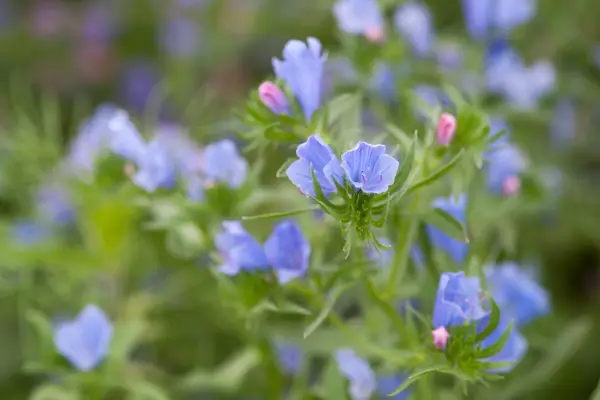 Echium vulgare 