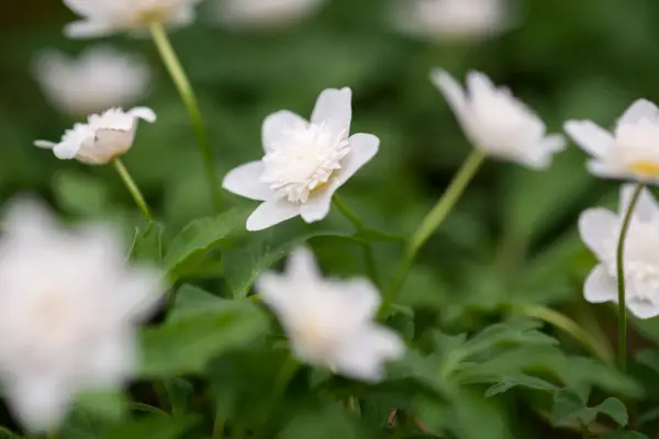 2048x1365_A-Vestal_SEO_LI3044358@Torie_Chugg_Chels