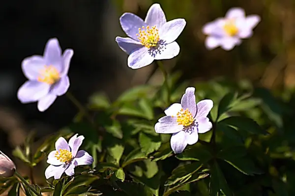 2048x1365_A-robinsoniana_SEO_GettyImages-1142622600