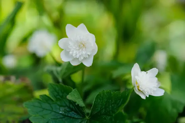 2048x1365_A-Vestal_SEO_LI2096531@Projects_JI_26041