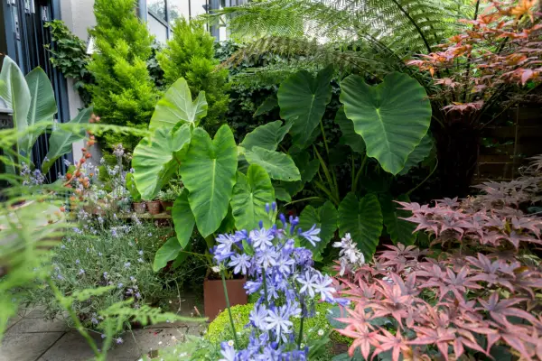 Real garden: Juan Carlos Cure