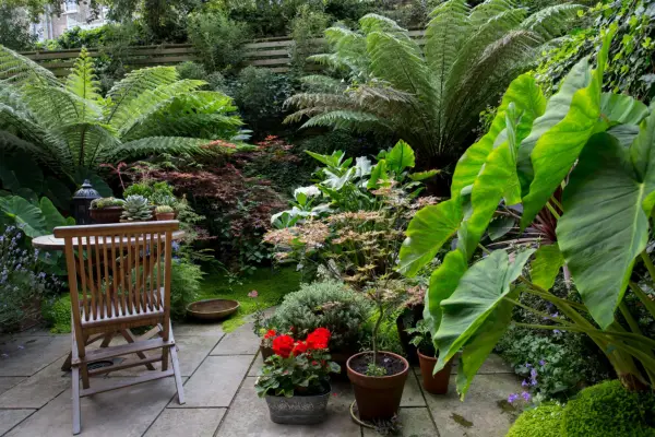 Real garden: Juan Carlos covered the fences with greenery to make the space feel larger