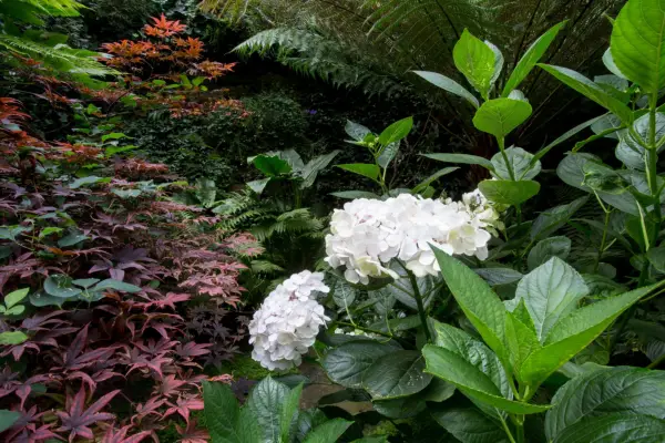 Real garden: Juan Carlos Cure