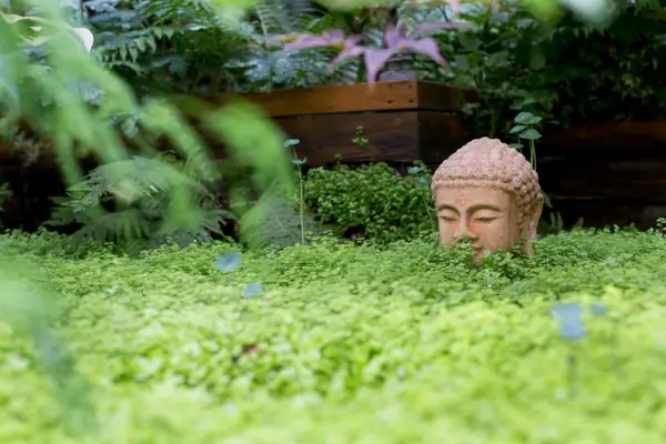 Real garden: Juan Carlos Cure uses the creeping perennial Soleirolia soleirolii, or mind your own business, to soften the paving