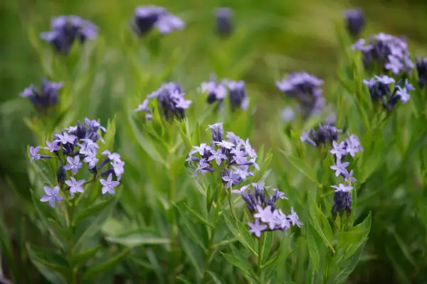 Amsonia 