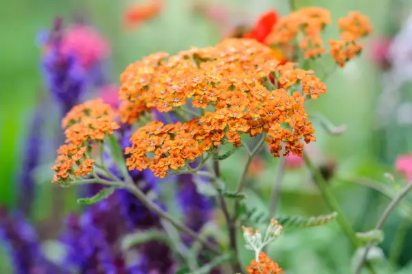 Achillea 