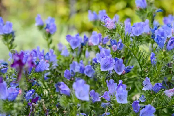 Echium vulgare