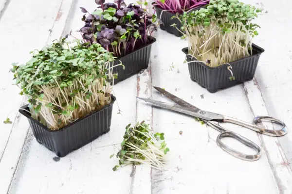 Harvesting cress. Getty Images