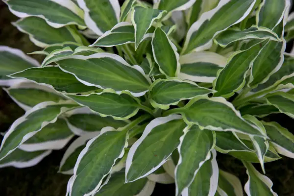 Hosta 
