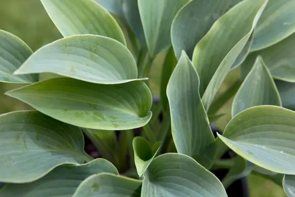 Hosta 