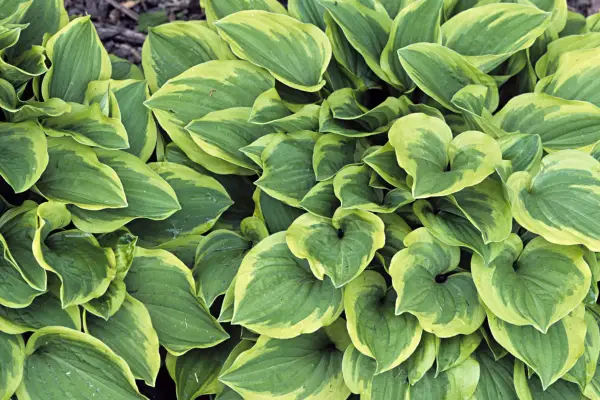 Hosta 