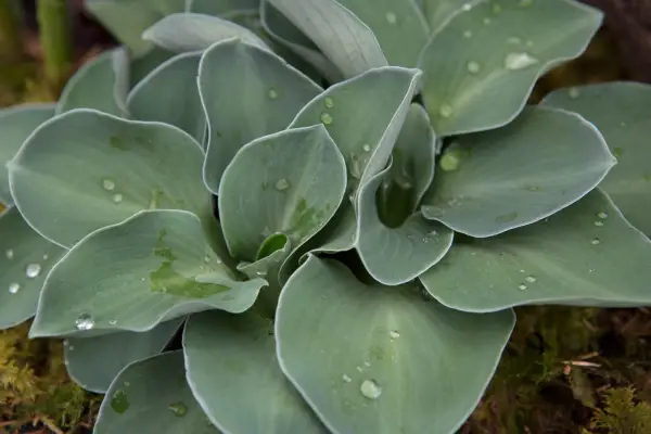 Hosta 