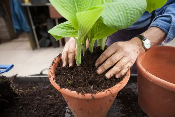 How to grow hostas - where to plant hostas