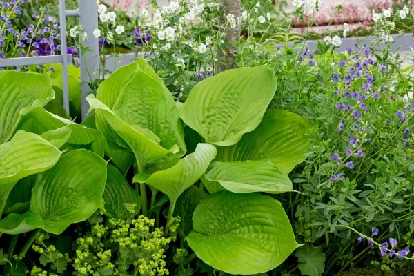 15 of the best hostas to grow - Hosta 