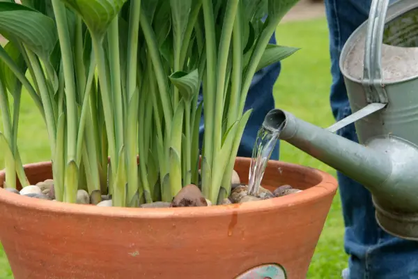 How to grow hostas - how to plant hostas