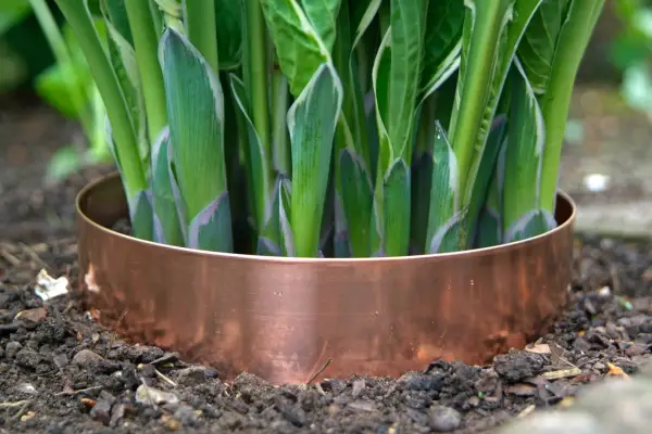 How to grow hostas - how to care for hostas