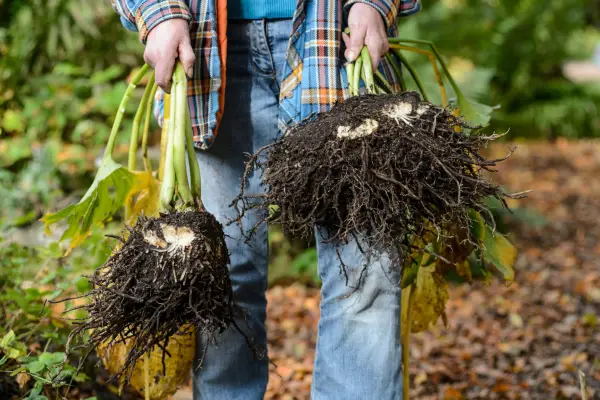 How to grow hostas - dividing and replanting a hosta plant