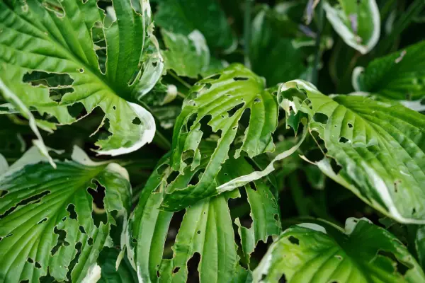 How to grow hostas - problem-solving