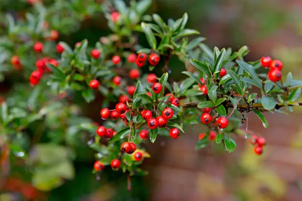 Pyracantha growing against a shed wall