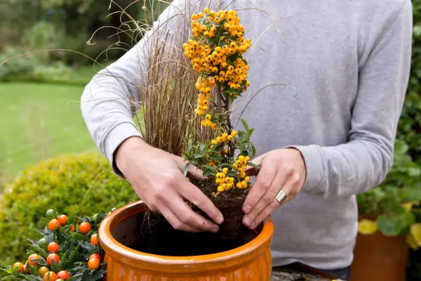 Planting pyracantha in a pot