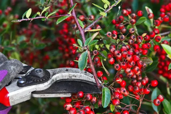 Pruning pyracantha