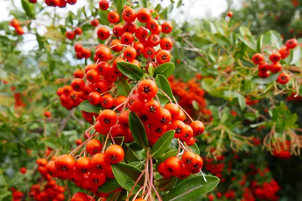 Pyracantha coccinea ‘Red Cushion’