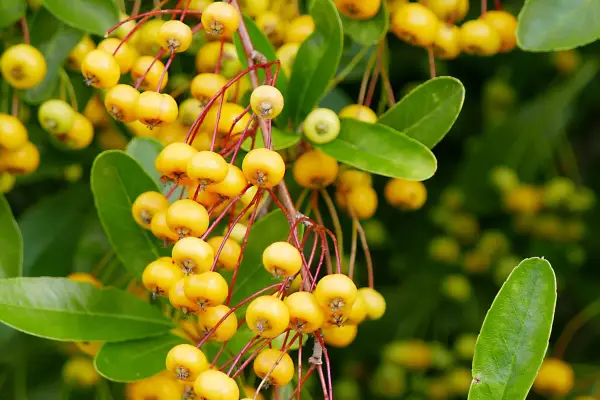 Pyracantha rogersiana ‘Flava’