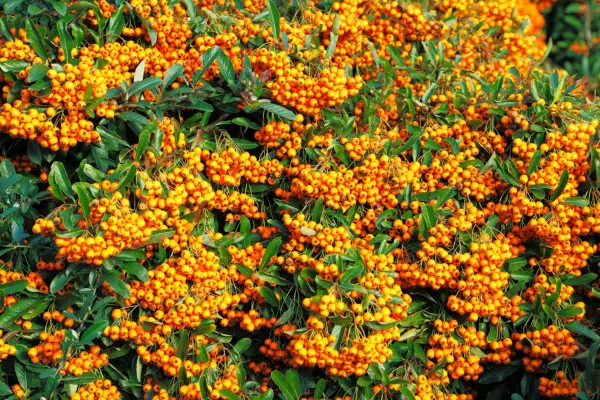 Pyracantha ‘Orange Glow’