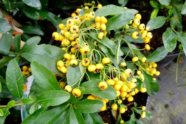 Pyracantha ‘Saphyr Jaune’ (‘Cadaune’)