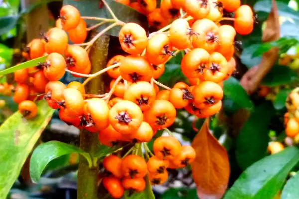 Pyracantha ‘Saphyr Orange’ (‘Cadange’)