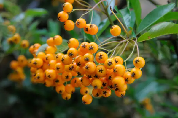 Pyracanthas to grow - Pyracantha 