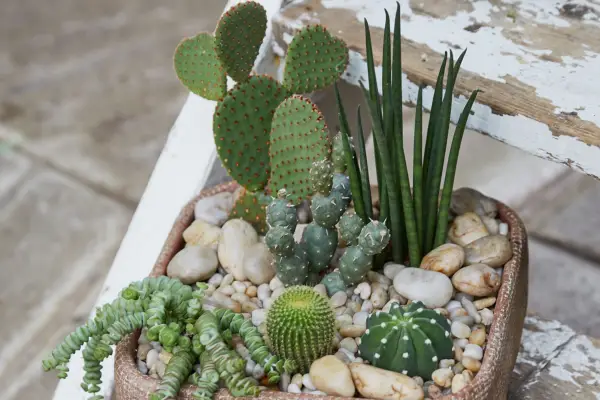 African spear plant growing with cacti and succulents in a drought-tolerant planter. Getty Images