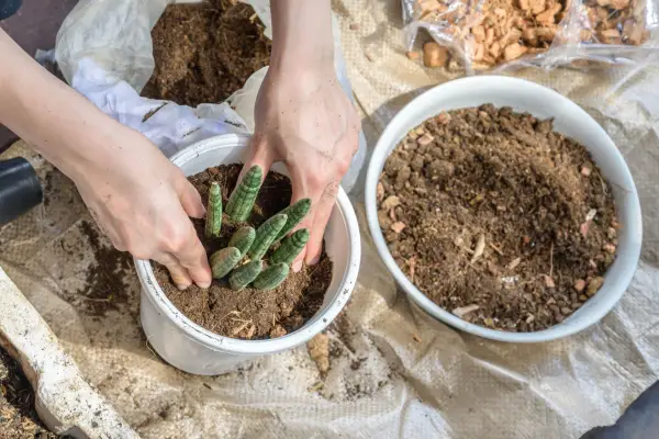 Repotting African spear plant. Getty Images