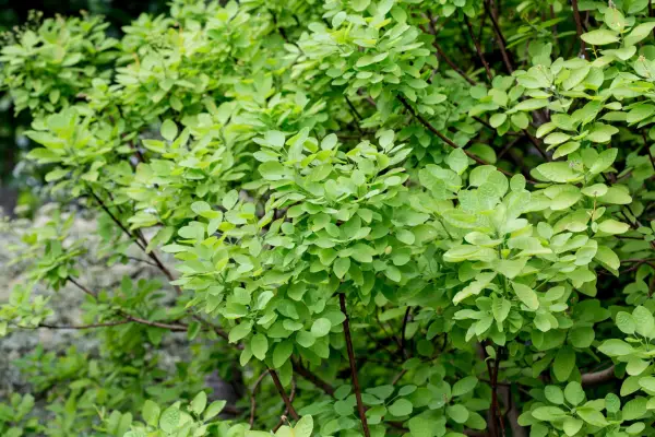 How to grow cotinus - where to grow cotinus
